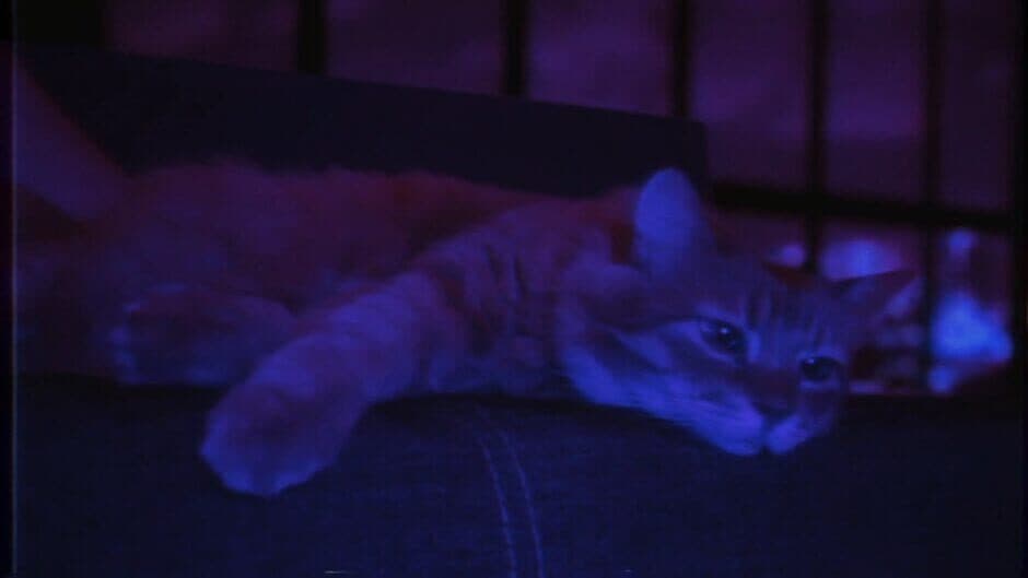 PUSS! screenshot 9